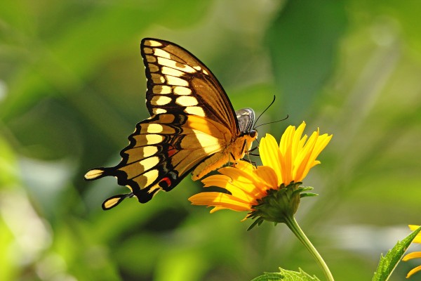 Giant Swallowtail Butterfly by Deb Oppermann